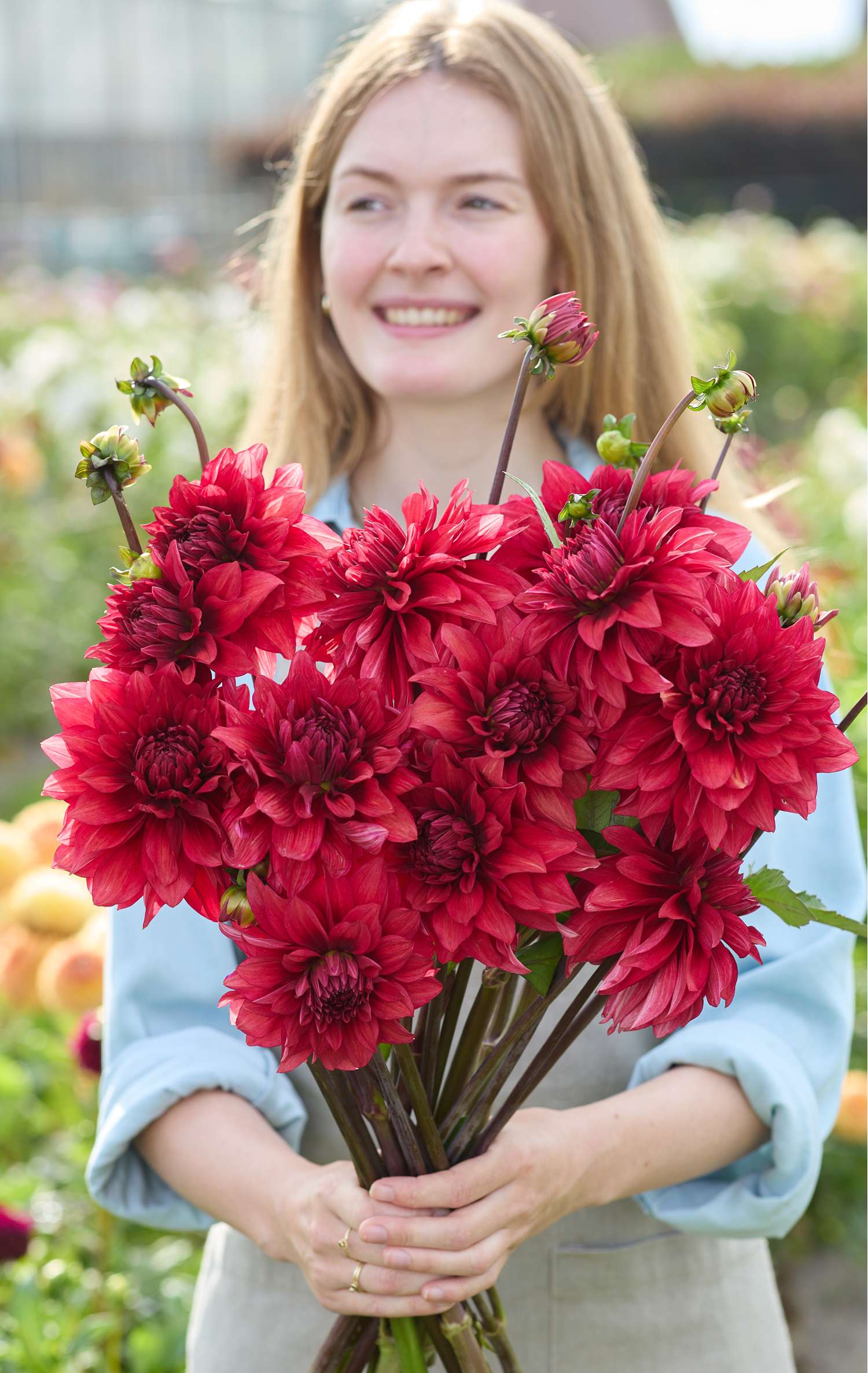 Dahlia 'Amarone'
